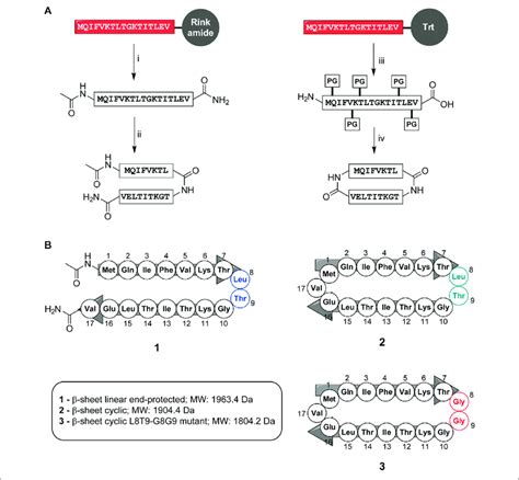 cyclic peptide|cyclic peptide vs linear peptide.